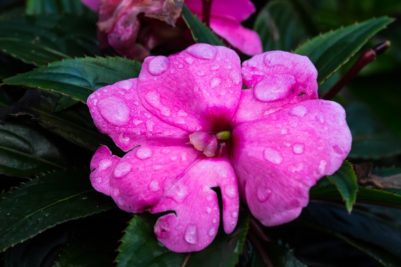 Blomst med regndråper