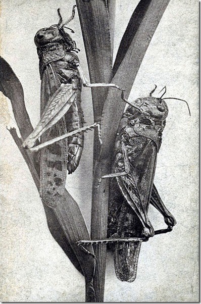 Locust