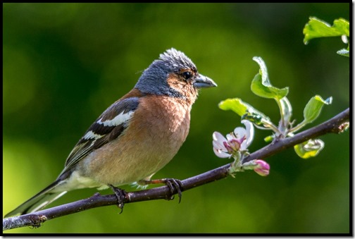 Bokfinken i epletreet 2