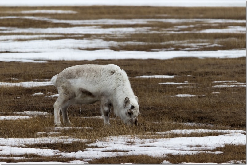 Reinsdyrbukk Svalbard (1 of 1)