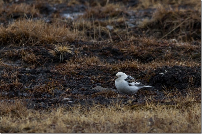 Snøspurv Svalbard (1 of 1)